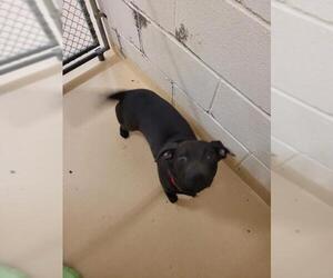 Dachshund Dogs for adoption in Pawtucket, RI, USA