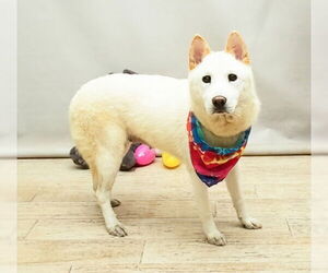 Chow Chow-German Shepherd Dog Mix Dogs for adoption in Sanford, FL, USA