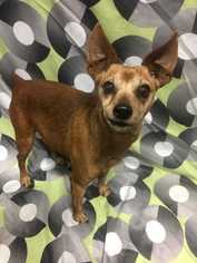 Miniature Pinscher Dogs for adoption in Sylmar, CA, USA