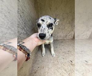Catahoula Leopard Dog-Unknown Mix Dogs for adoption in Oklahoma City, OK, USA