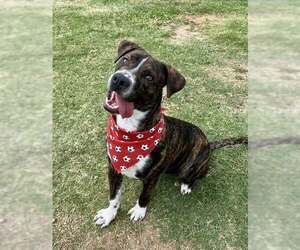 Bullboxer Pit Dogs for adoption in McKinney, TX, USA