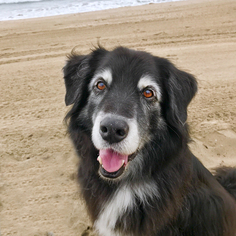 Border Collie-Unknown Mix Dogs for adoption in Malibu, CA, USA