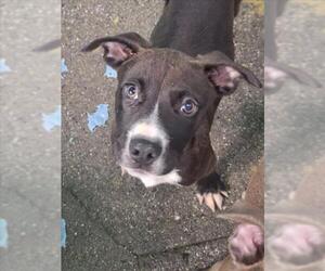 Mutt Dogs for adoption in Woodland, CA, USA