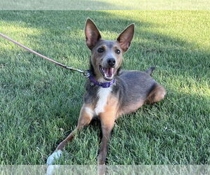 Chihuahua-Unknown Mix Dogs for adoption in Euless, TX, USA