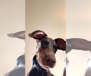 Doberman Pinscher Dogs for adoption in Omaha, NE, USA