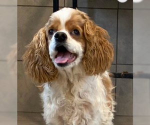 Cocker Spaniel Dogs for adoption in Pacolet, SC, USA
