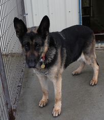 German Shepherd Dog Dogs for adoption in Priest River, ID, USA