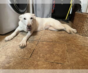 - Mix Dogs for adoption in Hoffman Estates, IL, USA