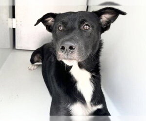 Border Collie-Unknown Mix Dogs for adoption in Houston, TX, USA