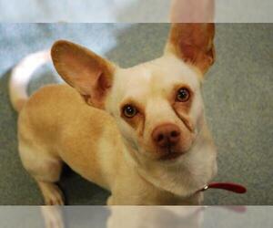 Chihuahua Dogs for adoption in Newton, KS, USA