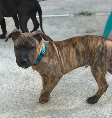 Mastiff-Unknown Mix Dogs for adoption in Newfield, NJ, USA