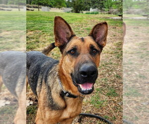 German Shepherd Dog Dogs for adoption in La Grange , NC, USA