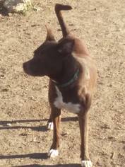 American Pit Bull Terrier-Unknown Mix Dogs for adoption in Bertram, TX, USA