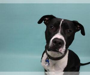 American Pit Bull Terrier-Unknown Mix Dogs for adoption in Fort Collins, CO, USA