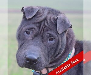 Chinese Shar-Pei Dogs for adoption in Huntley, IL, USA