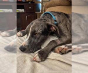Catahoula Leopard Dog Dogs for adoption in Weatherford, TX, USA