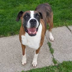 Boxer Dogs for adoption in Morgantown WV, PA, USA