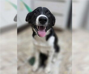Border Collie-Unknown Mix Dogs for adoption in Lakewood, CO, USA