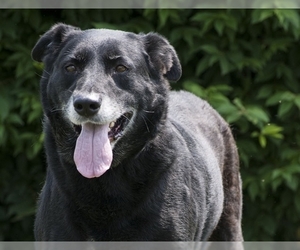 Borador Dogs for adoption in Beckley, WV, USA