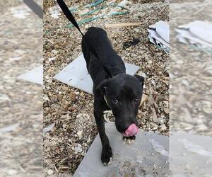 American Staffordshire Terrier-Unknown Mix Dogs for adoption in San Antonio, TX, USA