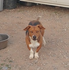 Small Beagle Mix