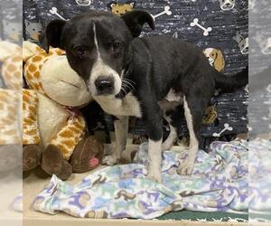 Chihuahua Dogs for adoption in Modesto, CA, USA