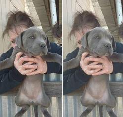 Medium Photo #1 American Pit Bull Terrier Puppy For Sale in Midland, TX, USA