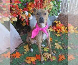 Mutt Dogs for adoption in Oklahoma City, OK, USA