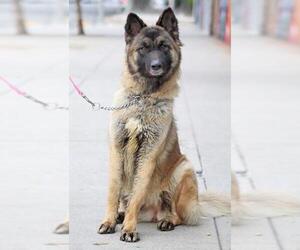 Akita-German Shepherd Dog Mix Dogs for adoption in Santa Clarita, CA, USA
