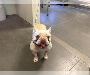 French Bulldog Dogs for adoption in Santa Cruz, CA, USA