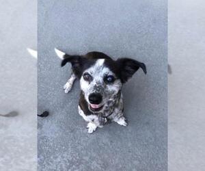 Beagi Dogs for adoption in Palo Alto, CA, USA
