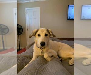 Anatolian Shepherd-Great Pyrenees Mix Dogs for adoption in Greenville, SC, USA