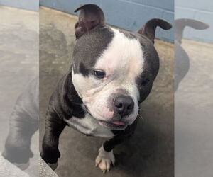 American Pit Bull Terrier Dogs for adoption in Evansville, IN, USA