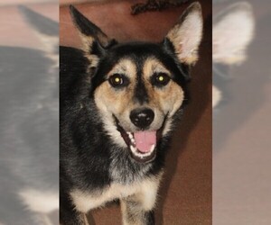German Shepherd Dog-Unknown Mix Dogs for adoption in Savannah, MO, USA