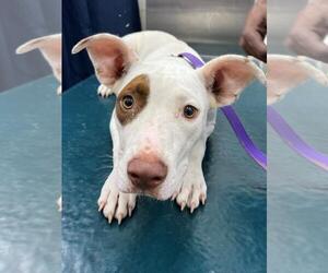 Bulldog Dogs for adoption in Mobile, AL, USA