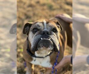 Bulldog Dogs for adoption in Pacolet, SC, USA