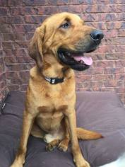 Labrador Retriever-Unknown Mix Dogs for adoption in Decatur, AL, USA