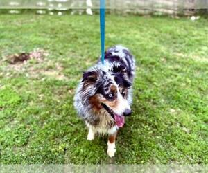 Australian Shepherd Dogs for adoption in Shreveport, LA, USA