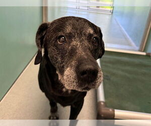 Labrador Retriever Dogs for adoption in San Clemente, CA, USA