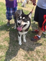 Alusky Dogs for adoption in Newfield, NJ, USA