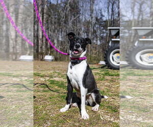 American Pit Bull Terrier-Border Collie Mix Dogs for adoption in Sparta, TN, USA