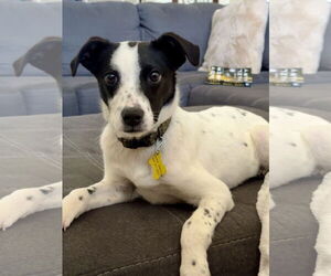 Mutt Dogs for adoption in Sandy, UT, USA
