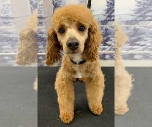 Poodle (Miniature) Dogs for adoption in Westminster, MD, USA