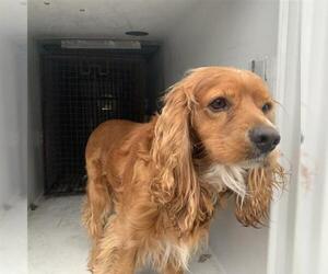 Cocker Spaniel Dogs for adoption in Houston, TX, USA