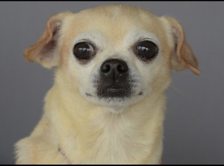 Chug Dogs for adoption in Longview, TX, USA