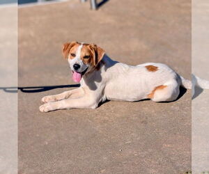 Mutt Dogs for adoption in Vail, AZ, USA