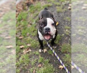 Free-Lance Bulldog Dogs for adoption in Stroudsburg, PA, USA