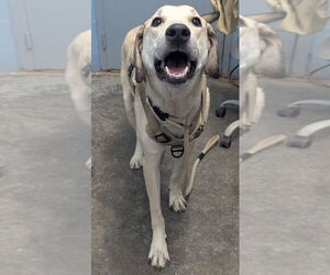 Great Pyrenees-Unknown Mix Dogs for adoption in Evansville, IN, USA