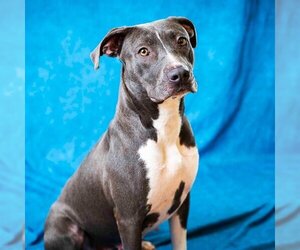 American Pit Bull Terrier Dogs for adoption in Pasadena, TX, USA