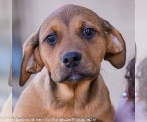 Mastador Dogs for adoption in Anchorage, AK, USA